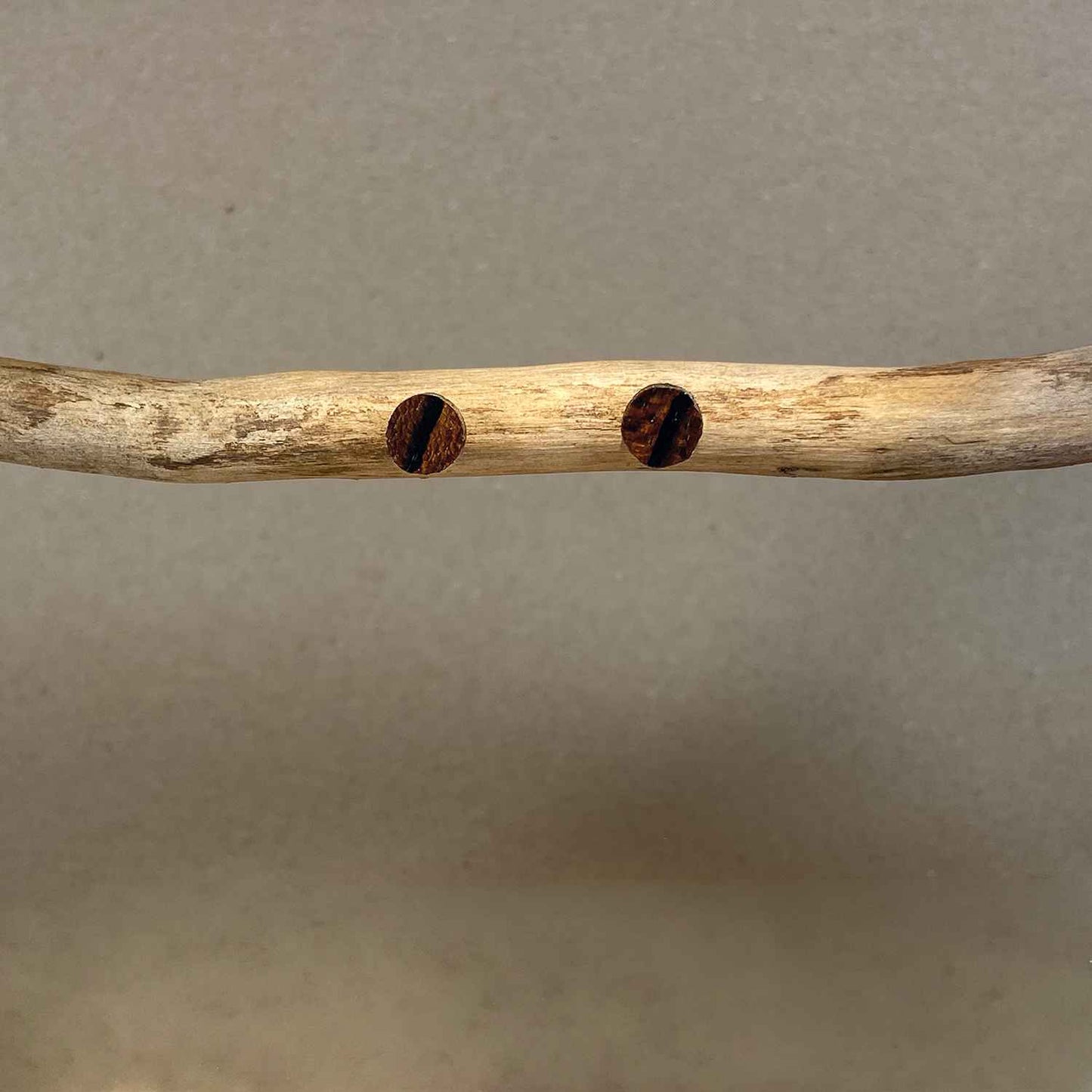 Puces d’oreilles rondes