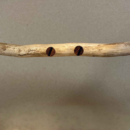 Puces d’oreilles rondes